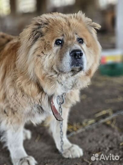 Собака в добрые руки отдам бесплатно