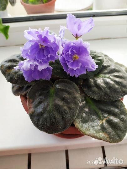 Сортовые фиалки