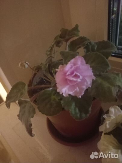 Фиалка бесплатно