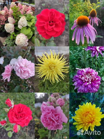 Цветы многолетние