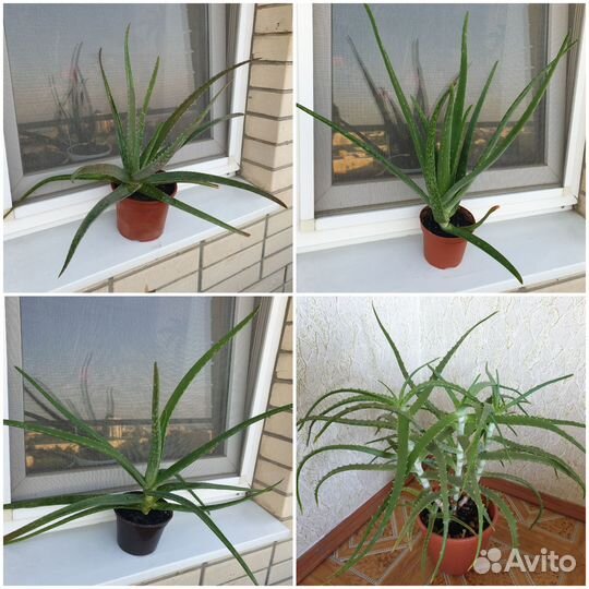 Каланхоэ, алоэ, денежное дерево, хлорофитум