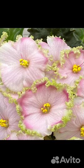 Именные сортовые фиалки, Юлия, Татьяна, Алиса