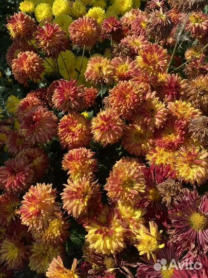 Хризантемы 4 шт 500 рублей