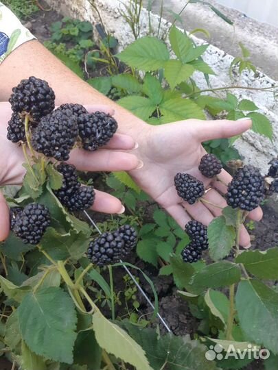 Ежевика безшипая