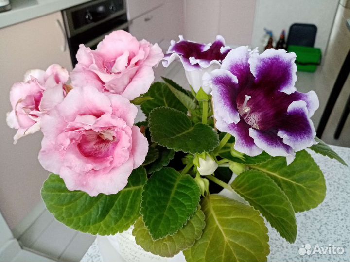 Глоксин. Гиппеаст. Клеродэндрум