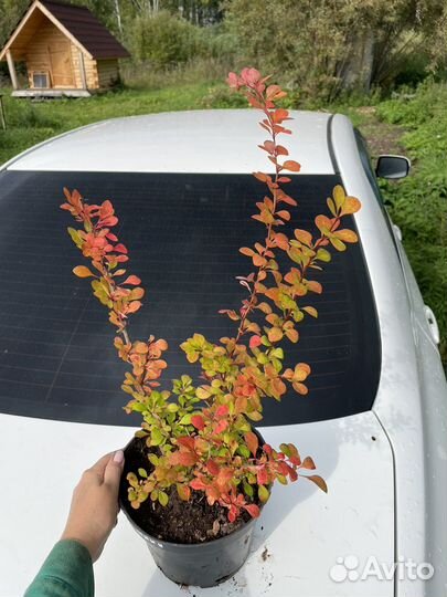 Барбарис Sunny