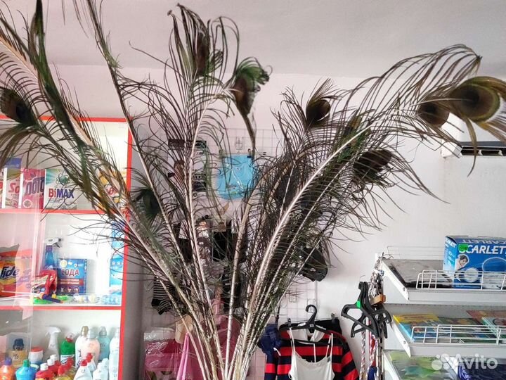 Перо павлина