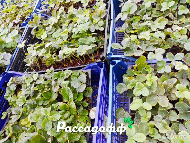 Рассада клубники. Элитные сорта