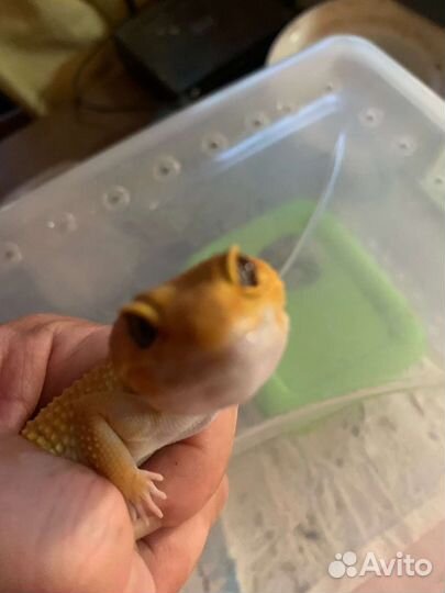 Эублефары 3 самочки