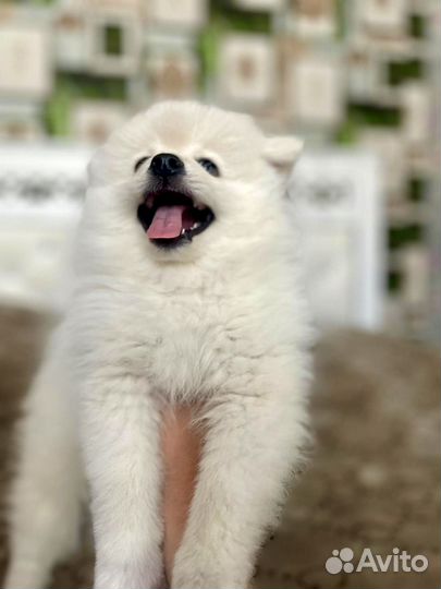 Щенки шпица