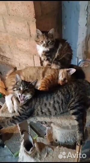 Котята курильский бобтейл