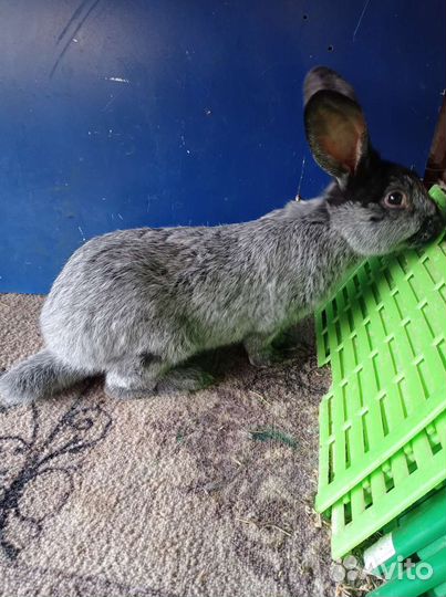 Полтавское серебро, нзк и нзб