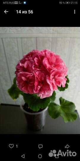 Пеларгония герань