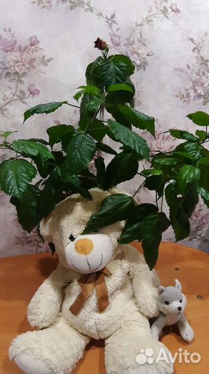 Китайская роза