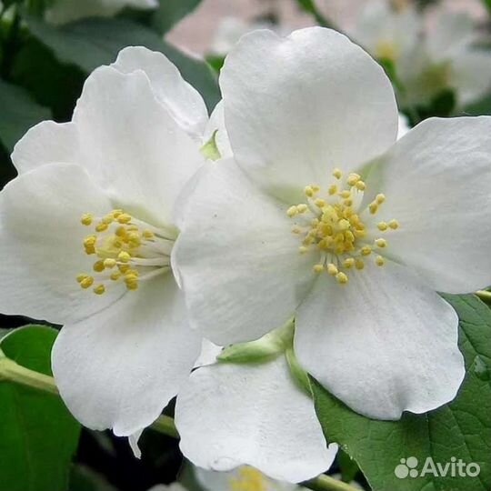 Жасмины : белый, жёлтый