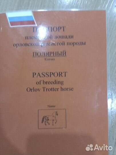 Продам жеребца