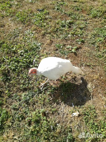 Индюшки белая широкогрудая