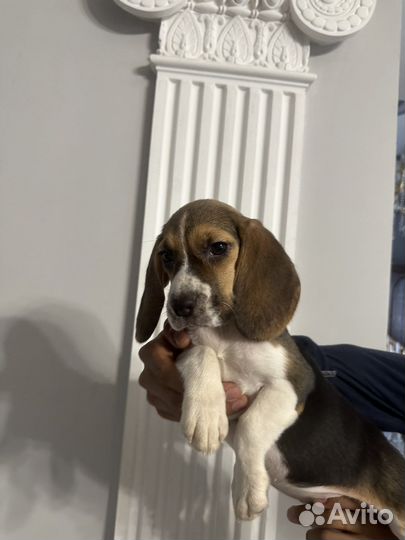 Щенки бигль