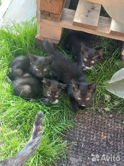 Котята отдам в добрые руки бесплатно