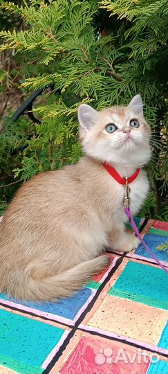 Кошка британская золотая шиншилла