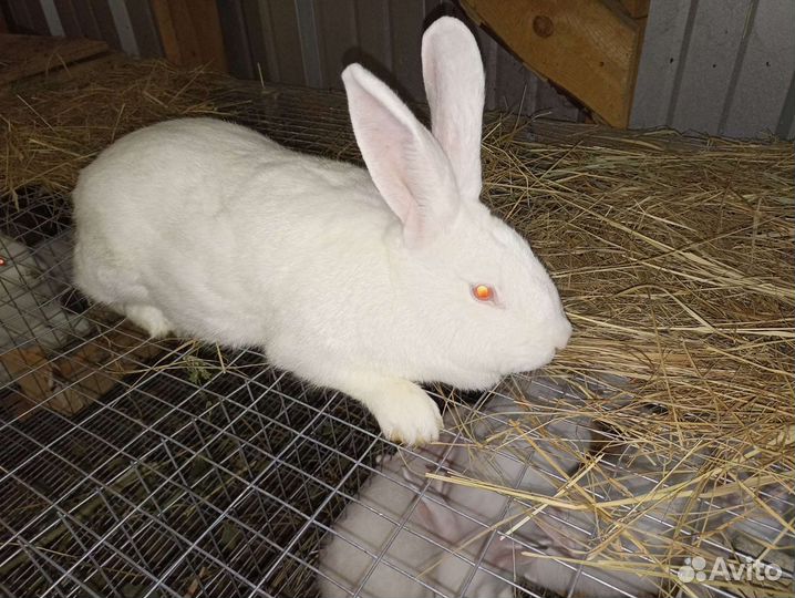 Кролики Мясного Направления Белый Паннон