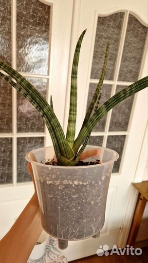 Сансевиерия цилиндрика