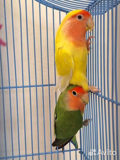 Попугаи неразлучники с клеткой