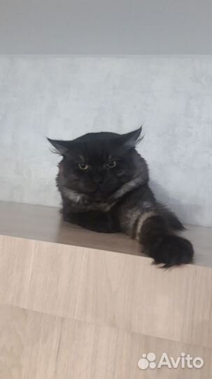 Отдам кота в добрые руки