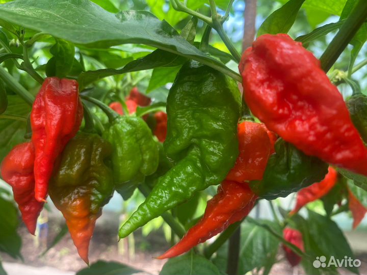Перец суперострый