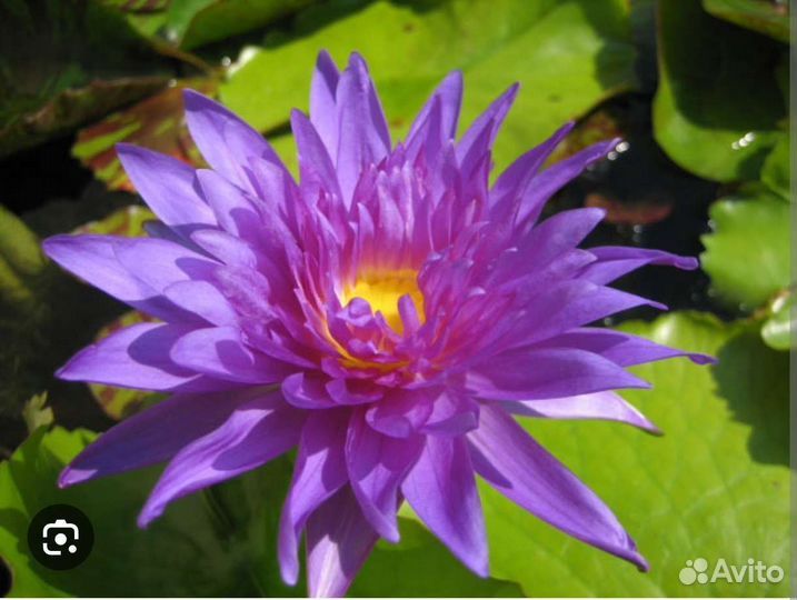 Нимфеи кувшинки