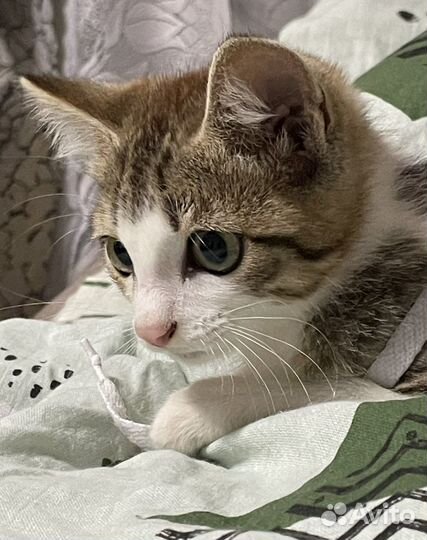Котенок в добрые руки