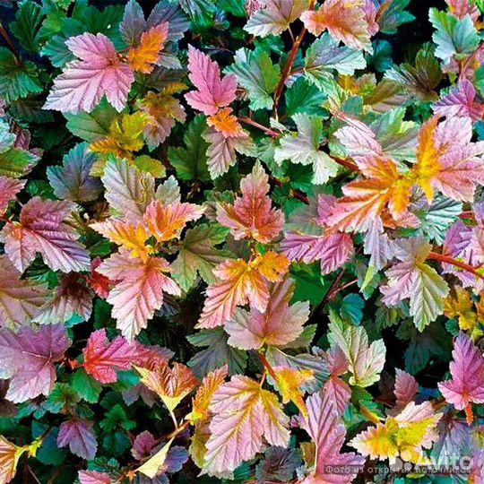 Пузыреплодник