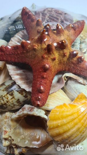 Набор ракушек