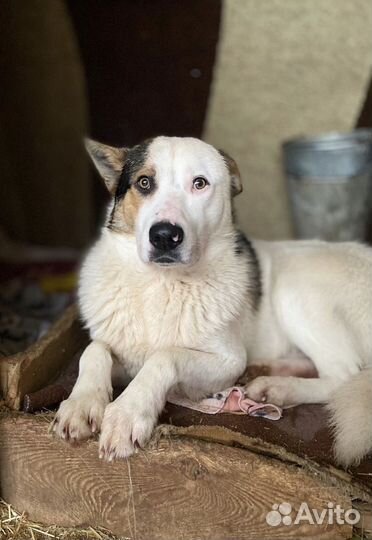 Собака в добрые руки