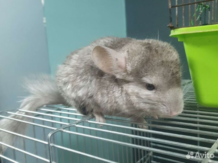Шиншилы малыши