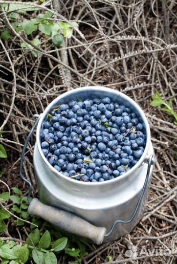Черника лесная свежая