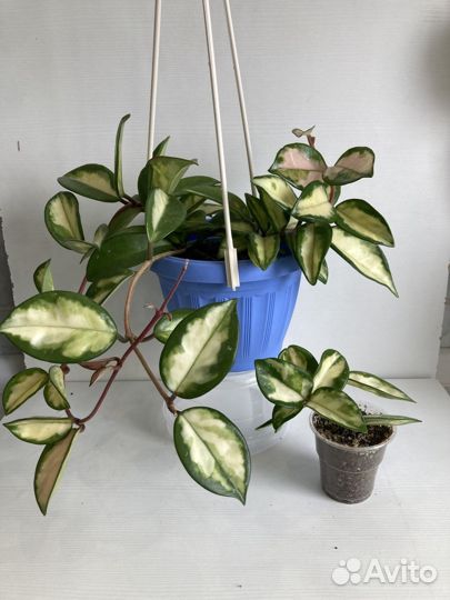 Хойя Hoya сортовые