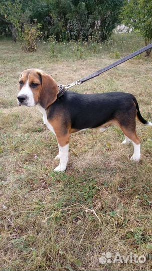 Щенки бигль