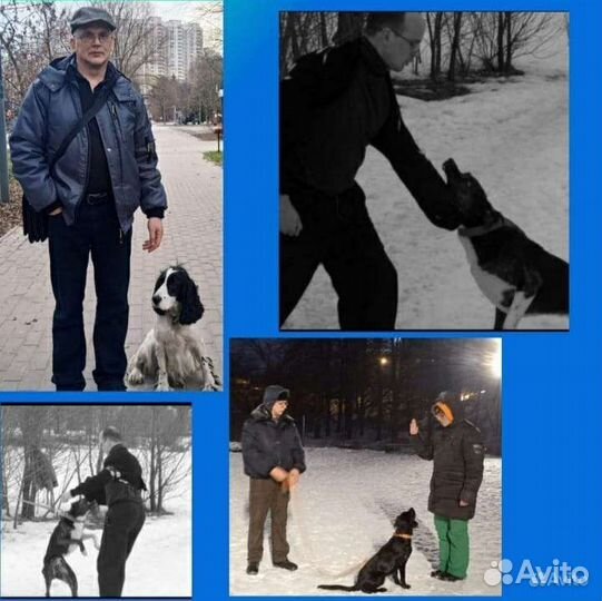 Дрессировка собак, коррекция поведения