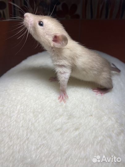 Крысята Дамбо крем шоколад с кледкой и кормом