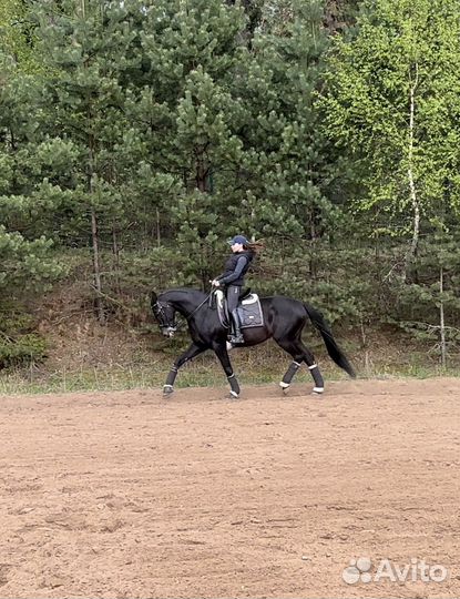 Лошадь в аренду