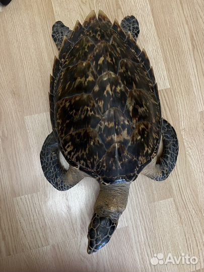 Чучело черепахи