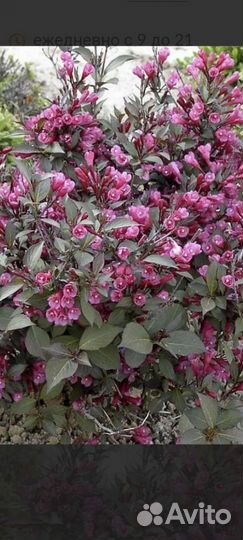 Вейгела 4 сорта