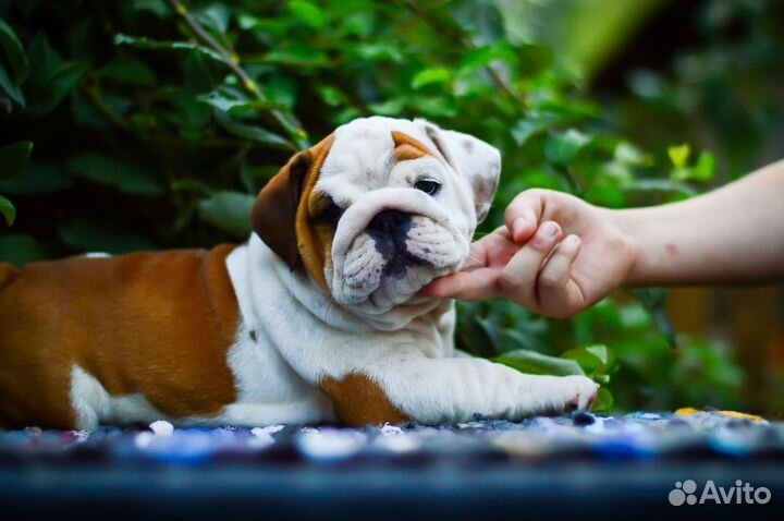 Английский бульдог