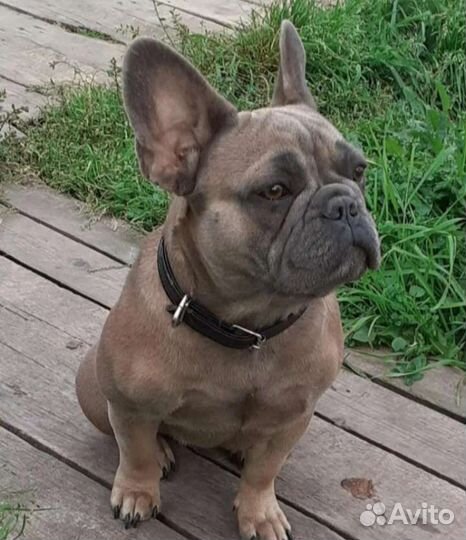 Голубые девочки