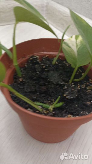 Сциндапсус