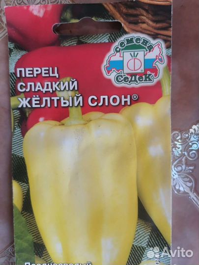 Рассада помидор