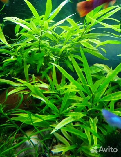 Рыбки-гуппи, Рубины-меченосцы, креветки и растения