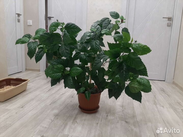 Роза цветок