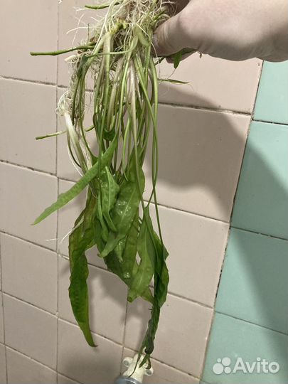 Валиснерия